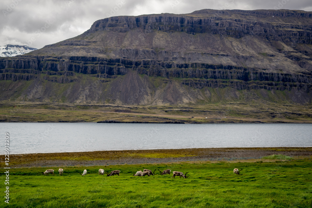 Reindeer grazing on lush green pasture by scenic mountainous fjord bay landscape in Iceland