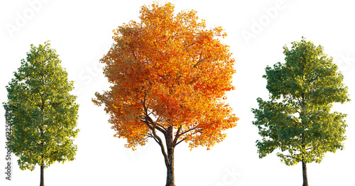 Liriodendron tulipifera trees isolated sunset lighting png on a transparent background premium cutout (tulip tree, tulipwood, whitewood, fiddletree, lynn-tree, hickory-poplar, and yellow-poplar)