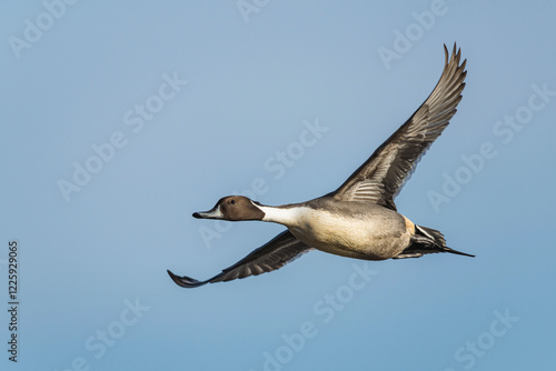 Northern Pintail, Anas acuta, male in flight over winter marshes