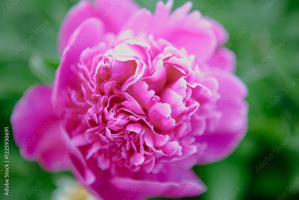 Pfingstrose pink Pfingstrose pink
