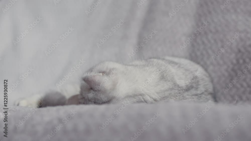 A light-colored cat is resting on a gray sofa in the lobby. Cute white cat. A light-colored cat is resting on a gray sofa in the lobby. Cute white cat.