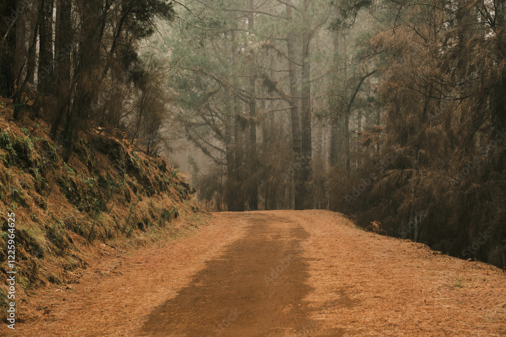 Naklejka premium Misty forest path winds through tall pine trees. A tranquil scene perfect for nature lovers and travel imagery. Golden hour light enhances the autumnal colors.