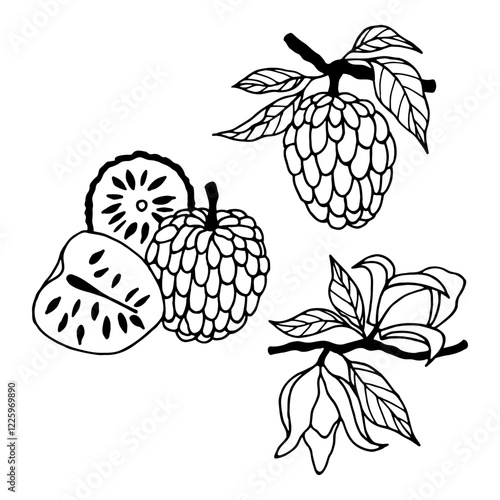 Cherimoya apple, annona flowers fruits. Vector stock illustration eps10. Outline, hand drawn. Adobe Illustrator Artwork