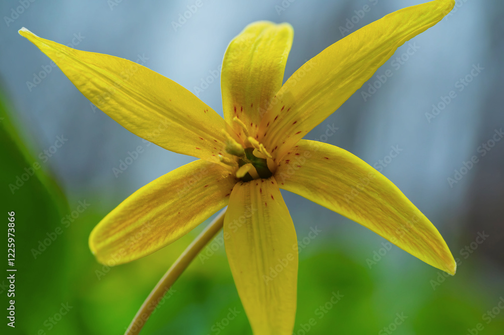 Close up of a yellow flower, macro photography Close up of a yellow flower, macro photography