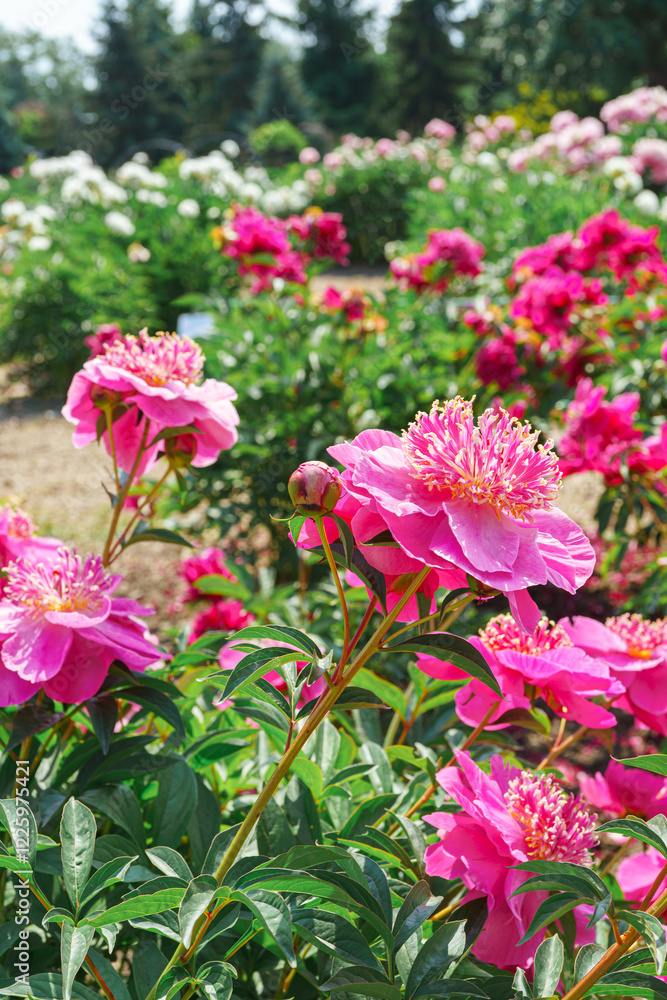 Vibrant fresh pink Miraj peony flower bush in full bloom in the garden or park in sunny day, flowerbed. Summer natural floral background, wallpaper. Gardeing, breeding, growing flowers Vibrant fresh pink Miraj peony flower bush in full bloom in the garden or park in sunny day, flowerbed. Summer natural floral background, wallpaper. Gardeing, breeding, growing flowers