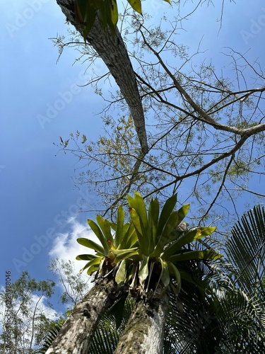 vista del cielo, plantas aereas y cedros photo