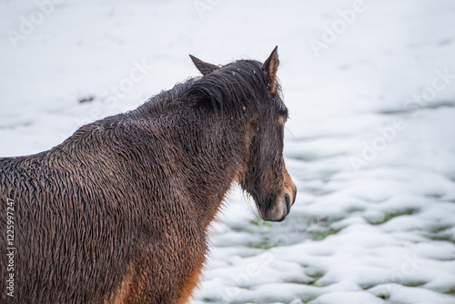 wild horses in the snow. Peneda Geres National Park. Portugal photo