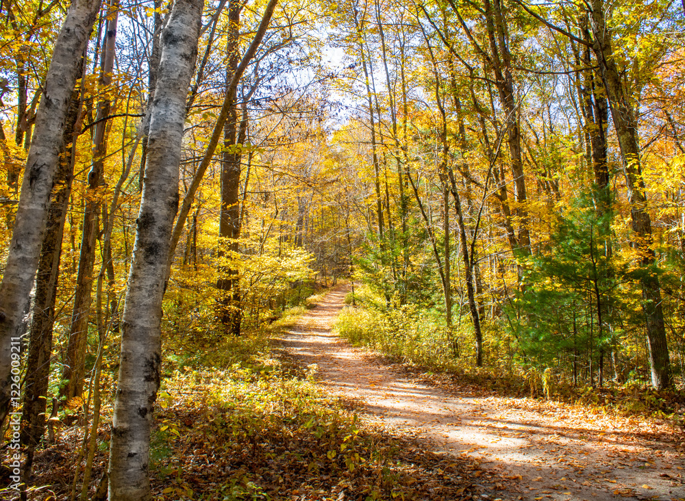 Obraz premium Colorful foliage and fall scenery in a New England forest