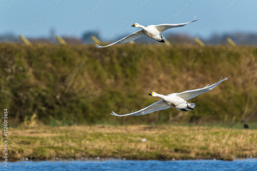 Tundra Swan, Bewick's Swan, Cygnus columbianus in flight at winter in Slimbridge, England Tundra Swan, Bewick's Swan, Cygnus columbianus in flight at winter in Slimbridge, England