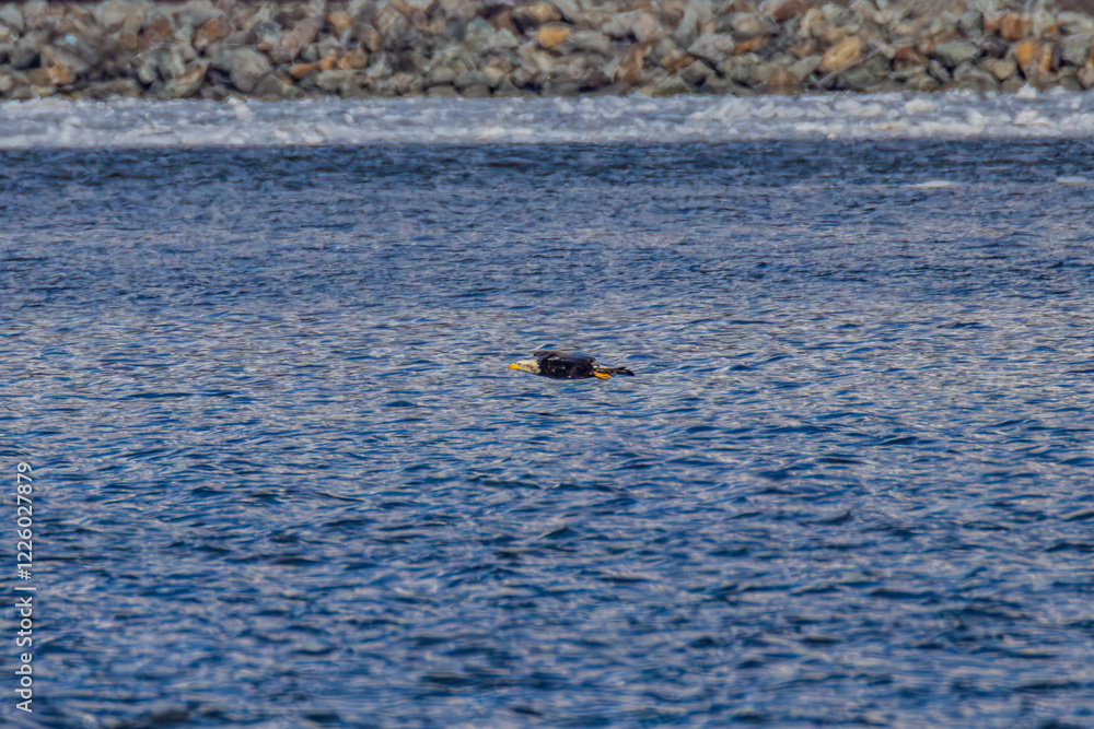 Fototapeta premium Bald Eagle