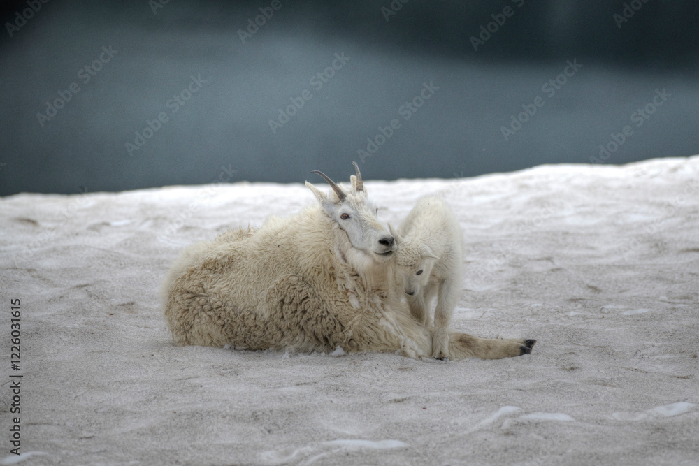 Kid and mom relaxing on a glacier near Beartooth Highway Kid and mom relaxing on a glacier near Beartooth Highway