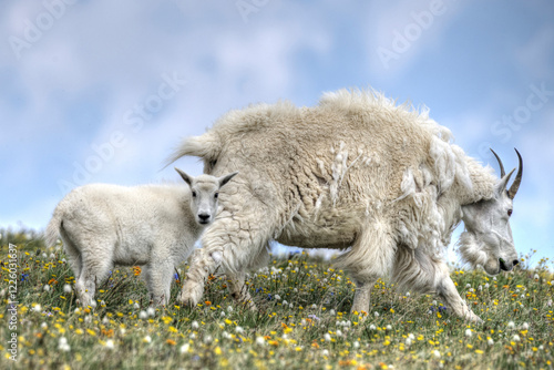 Momma and Kid playing in the meadows off of Beartooth highway
