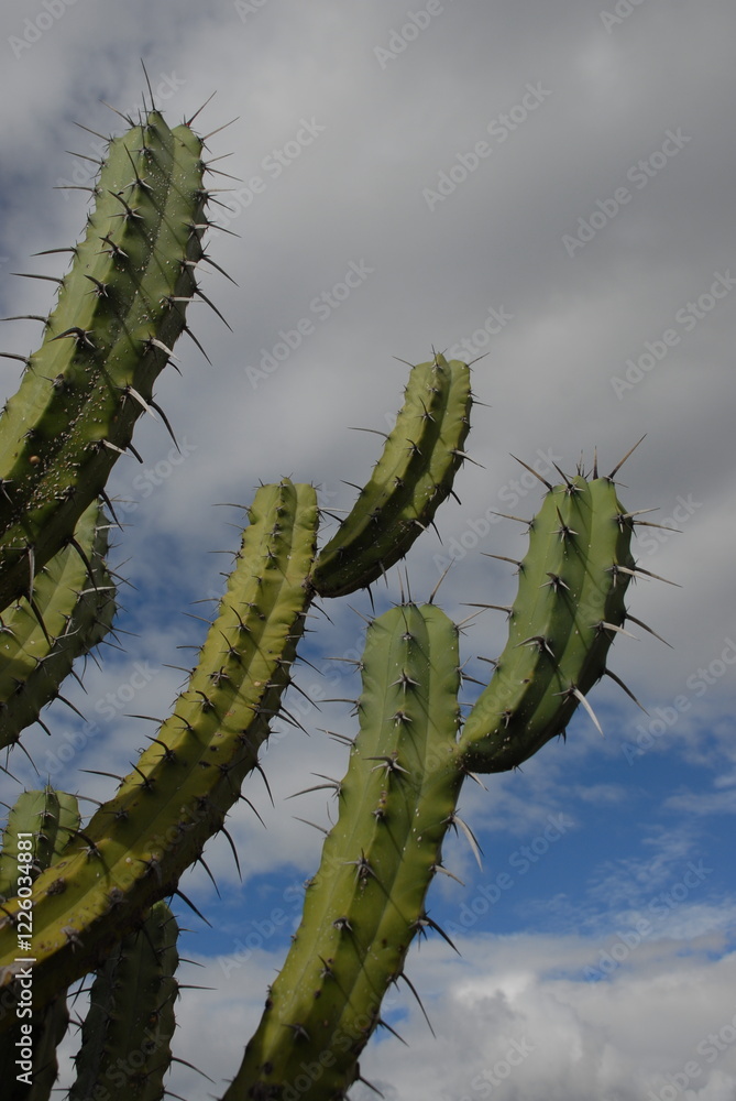 A big cactus and the sky in background.. A big cactus and the sky in background. A big cactus and the sky in background.. A big cactus and the sky in background.