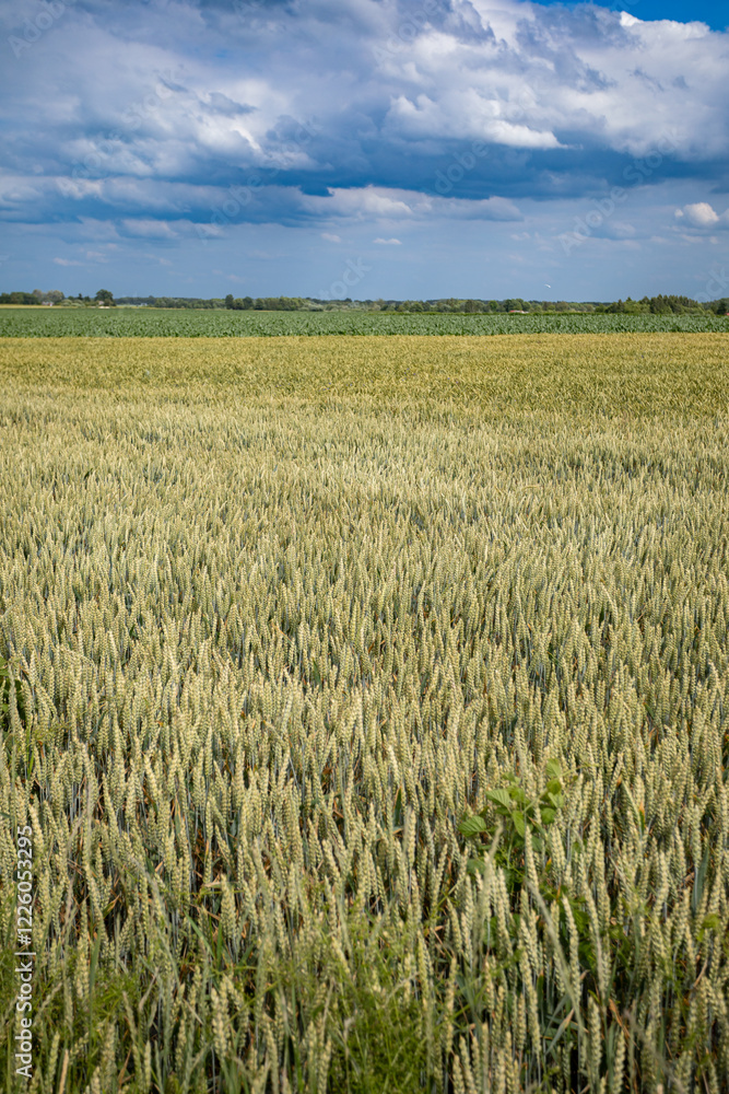 A Beautiful Golden Wheat Field is Stretching Beneath a Dramatic Cloudy Sky that is Above A Beautiful Golden Wheat Field is Stretching Beneath a Dramatic Cloudy Sky that is Above