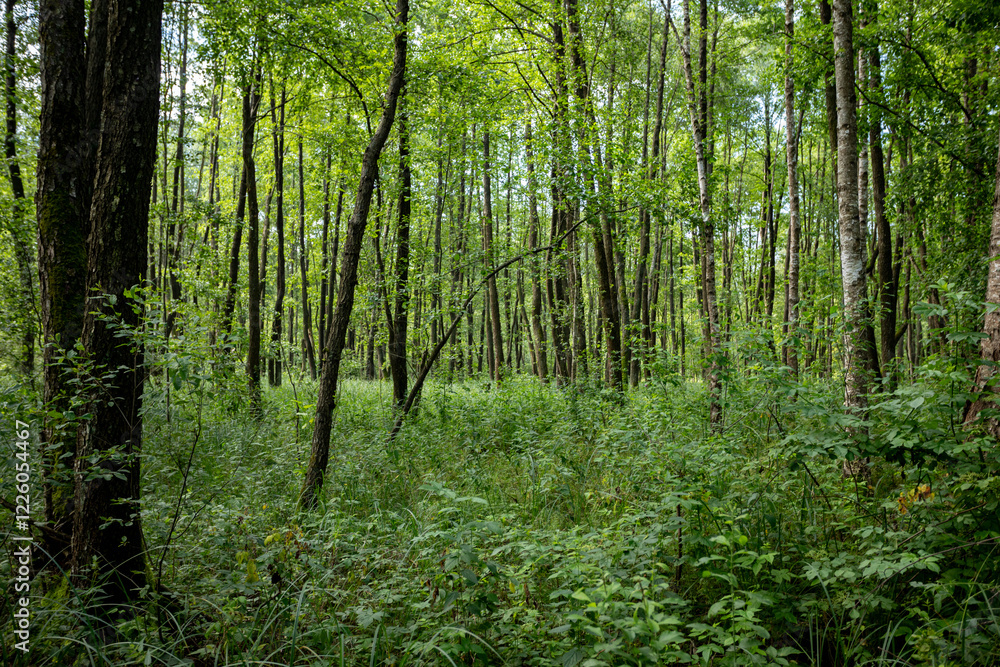Naklejka premium A Lush Green Forest Filled with Tall Trees, Underbrush, and Vibrant Natural Life