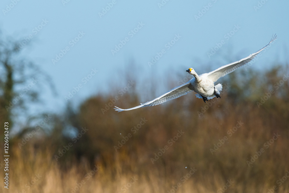 Tundra Swan, Bewick's Swan, Cygnus columbianus in flight at winter in Slimbridge, England Tundra Swan, Bewick's Swan, Cygnus columbianus in flight at winter in Slimbridge, England