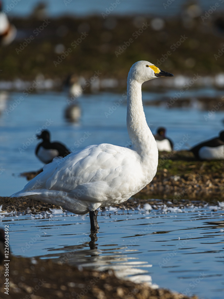 Fototapeta premium Tundra Swan, Bewick's Swan, Cygnus columbianus at winter in Slimbridge, England
