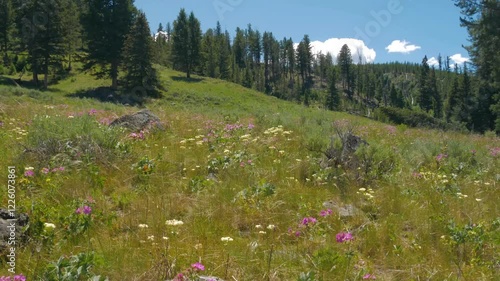 USA, Wyoming. Geranium and arrowleaf balsamroot wildflowers in meadow west side of Teton. 