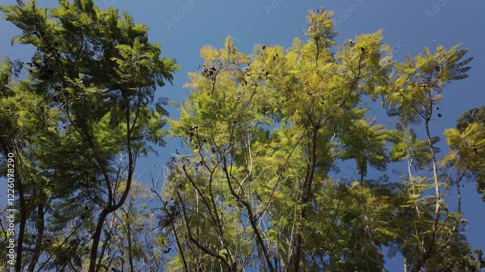 beautiful trees on a sunny day beautiful trees on a sunny day
