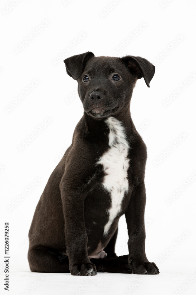 This adorable black puppy has charming white markings on its chest, enhancing its cuteness This adorable black puppy has charming white markings on its chest, enhancing its cuteness