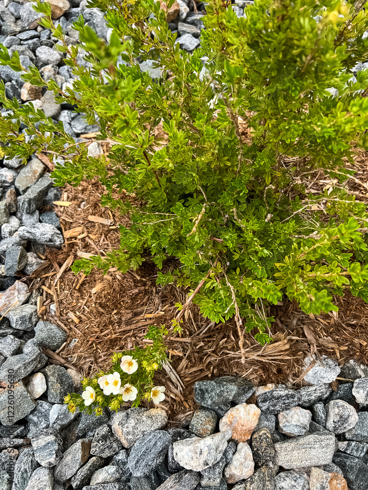 Obraz premium Shrub and Flowers in Rock Landscaping