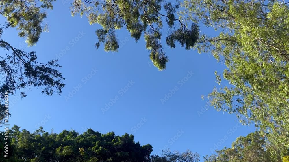 video shot capturing a breathtaking view of a forest canopy against a clear blue sky. The camera slowly pans across the lush green leaves, revealing the natural frame. video shot capturing a breathtaking view of a forest canopy against a clear blue sky. The camera slowly pans across the lush green leaves, revealing the natural frame.