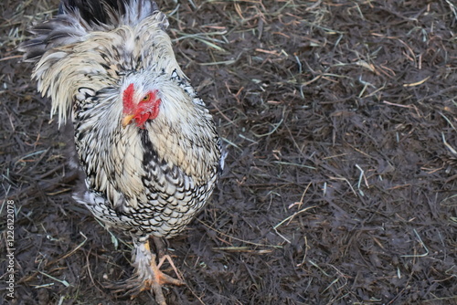 Poule blanche et rouge photo