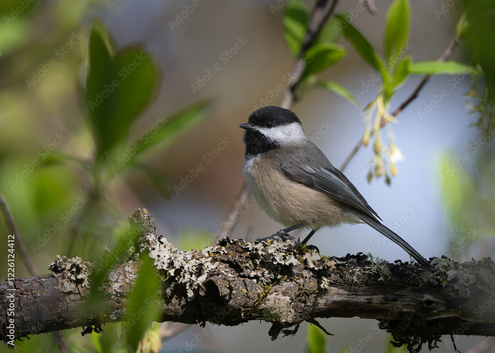 Fototapeta premium Black-capped Chickadee perched