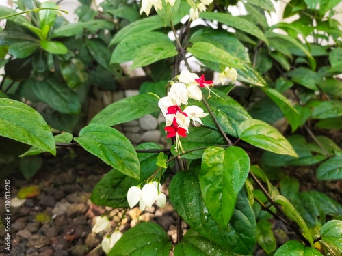 Clerodendrum thomsoniae or Bleeding Heart Vine is an ornamental vine native to tropical West Africa. This plant is useful as an ornamental shade plant and traditional medicine. photo