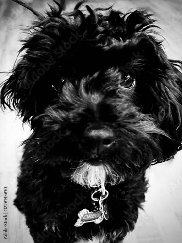 black and white puppy