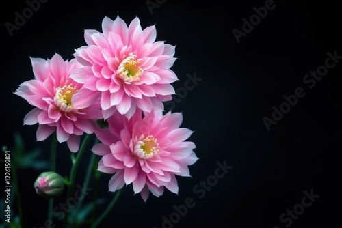 Wallpaper Mural These stunning pink lotus flowers radiate beauty and grace against a dark background, showcasing their delicate petals and vibrant colors, inviting admiration and tranquility. Torontodigital.ca