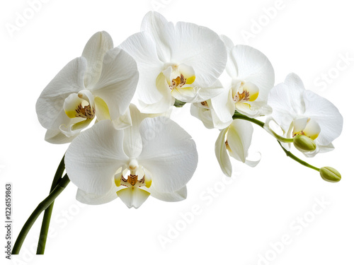 Elegant white orchids in full bloom indoors isolated on transparent background