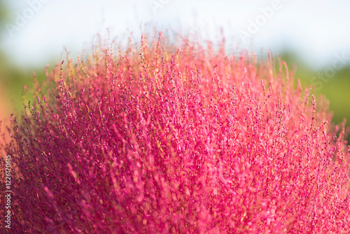 紅葉したコキア