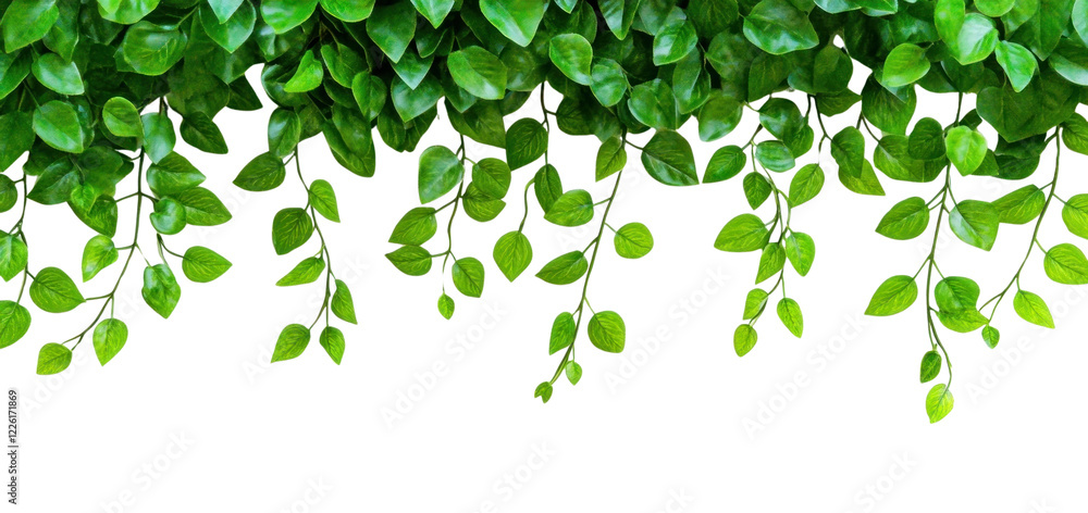 PNG Green leaves top border leaf background white. PNG Green leaves top border leaf background white.