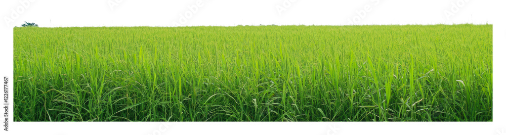 Obraz premium Lush green rice field under bright sky in daylight isolated on transparent background