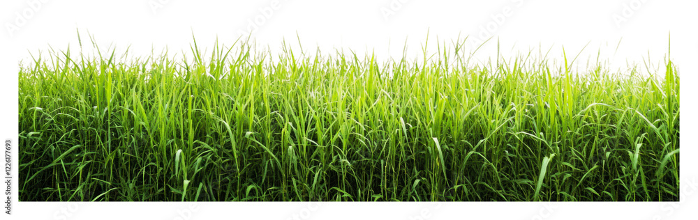 Lush green grass in a bright open field isolated on transparent background Lush green grass in a bright open field isolated on transparent background