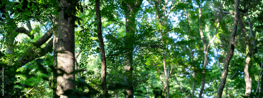 Naklejka premium 青々と茂る木々