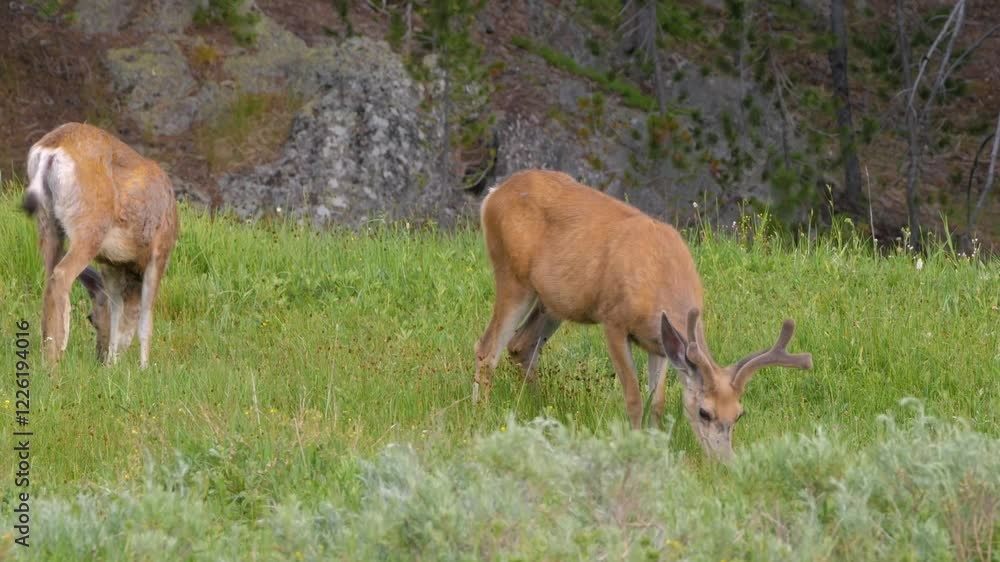 A pair of deer grazing in Yellowstone National Park, Wyoming, USA. A pair of deer grazing in Yellowstone National Park, Wyoming, USA.