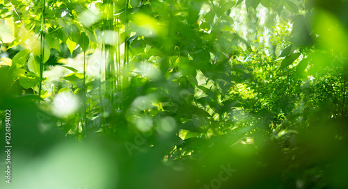 ボケた自然のイメージ