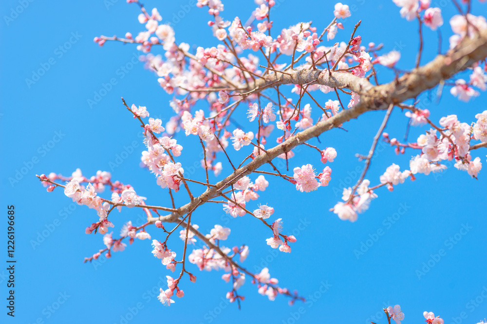 梅の花 梅の花