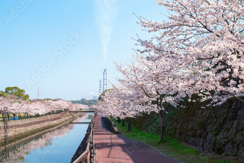 平和市民公園の桜並木 photo