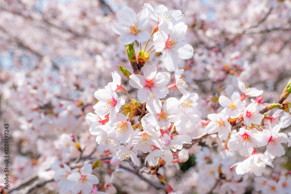 Obraz premium 満開の桜