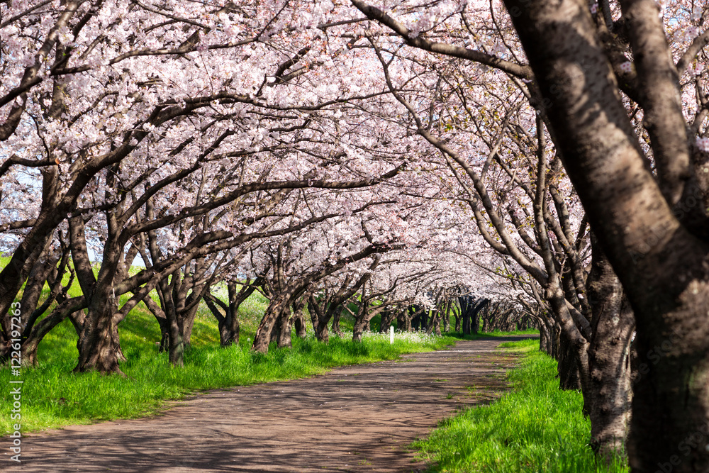 Fototapeta premium 大分川河川敷の桜並木