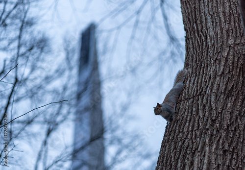 A Squirrel hanging upside down in the city 