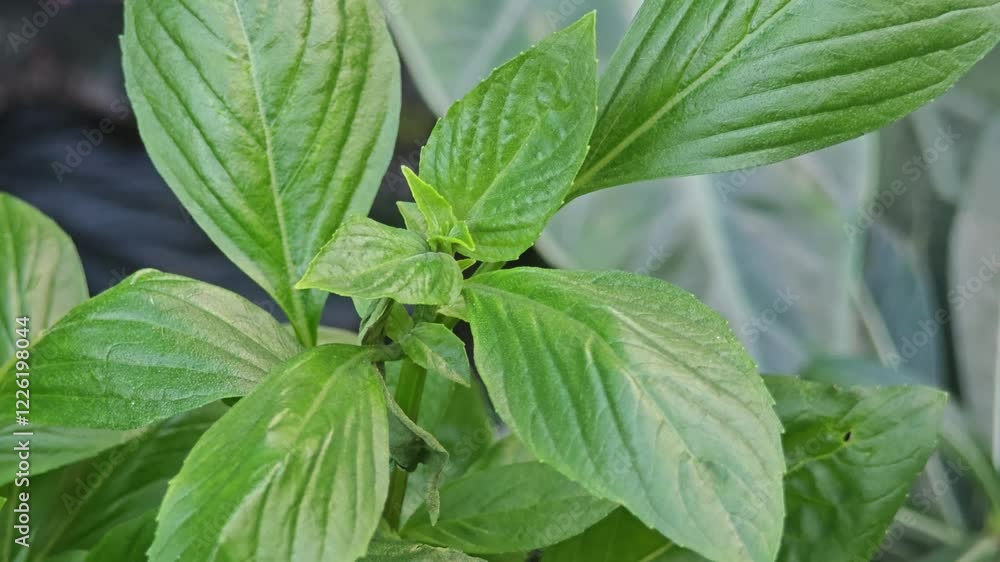Sweet basil leaves in the garden Sweet basil leaves in the garden