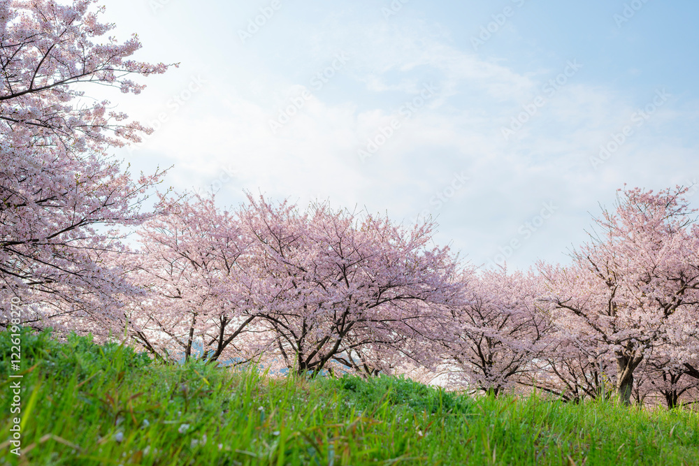 満開の桜並木 満開の桜並木