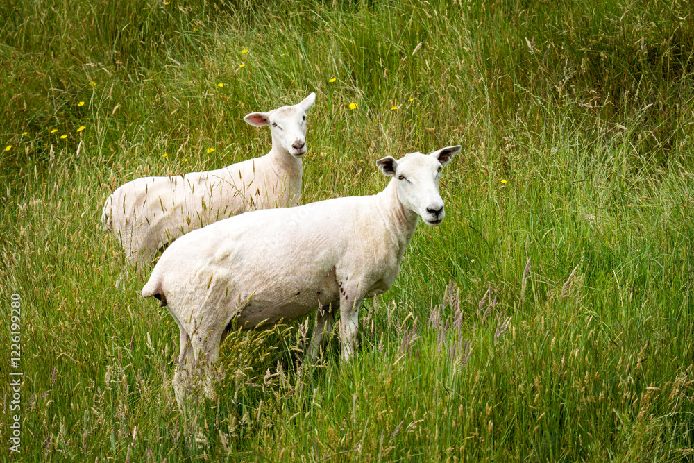 Obraz premium mother sheep and her lamb in lush green grassy field