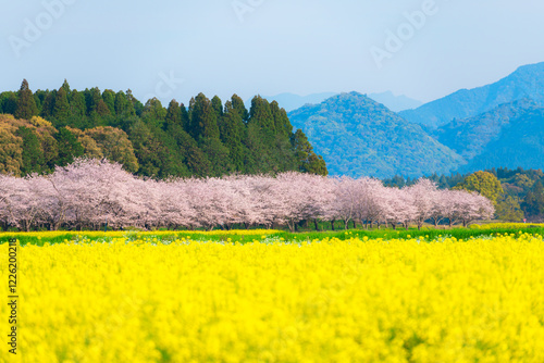 Obraz na płótnie 菜の花と桜 西都原古墳群
