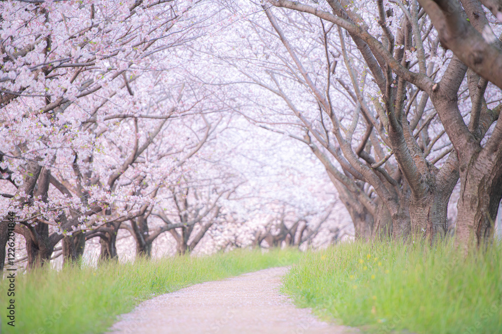 桜並木 朝 さわやか 桜並木 朝 さわやか