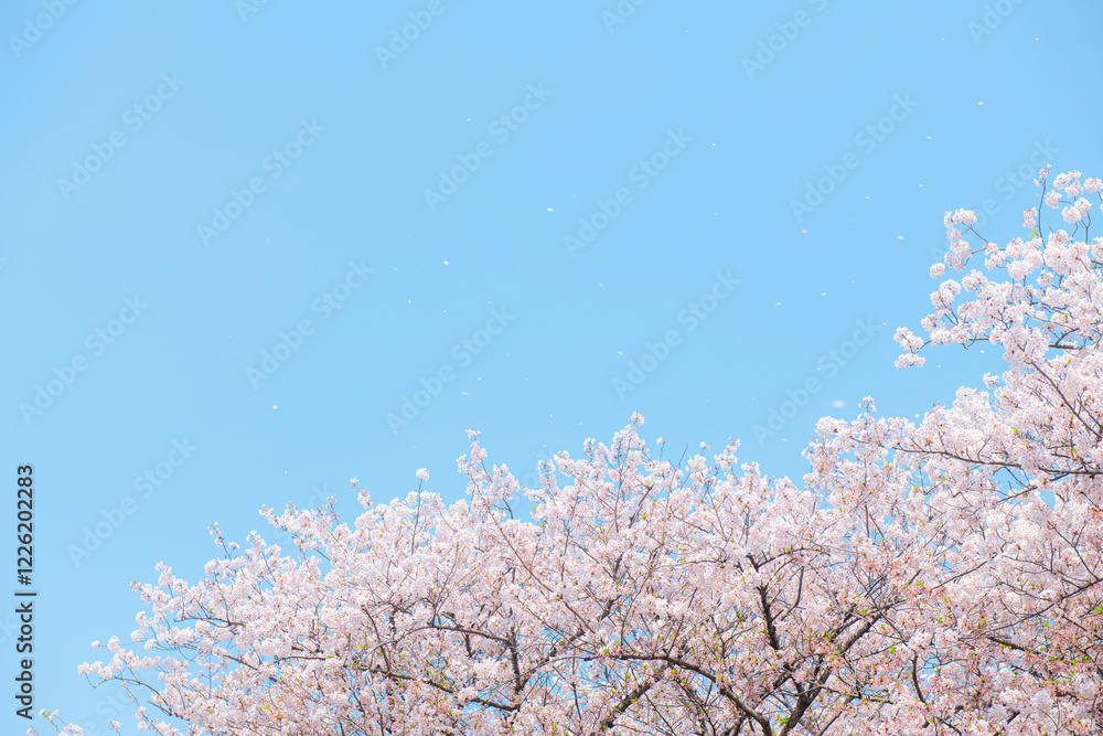 桜吹雪
